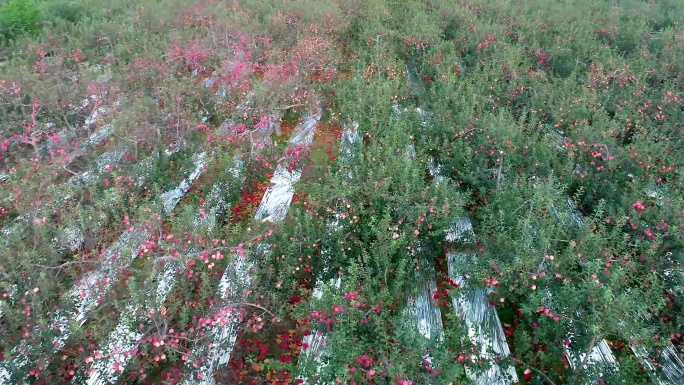 苹果 大面积苹果