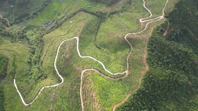 航拍俯瞰油茶基地