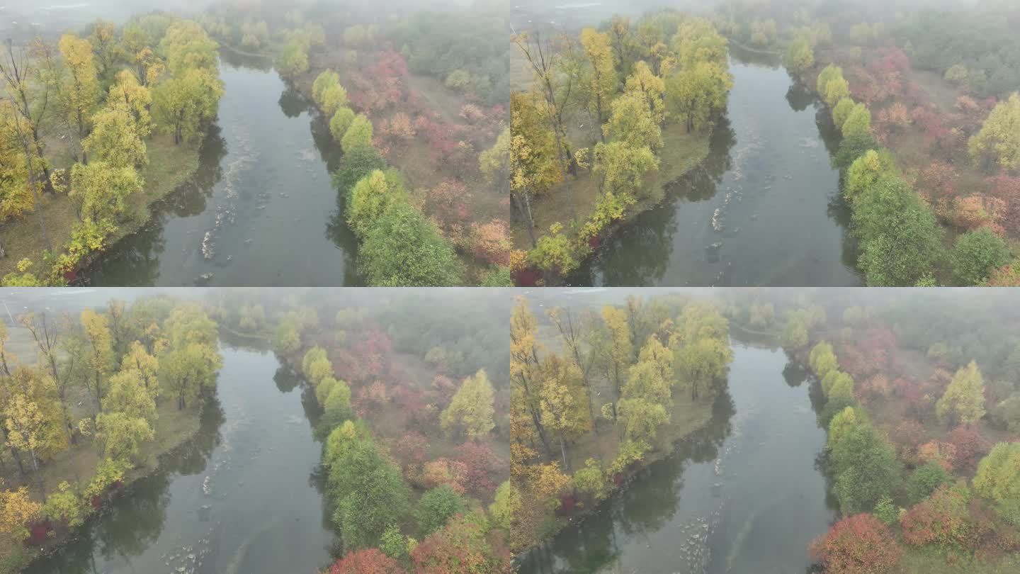 秋季晨雾缭绕的彩林河流