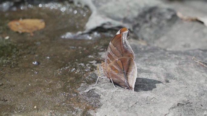 美丽的蝴蝶在马格达莱纳河的水坑里饮水，这是埃斯特雷科德马格达莱纳河的一个狭窄的缺口，引起了激流，这是