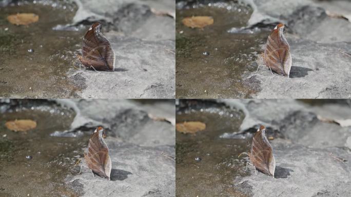 美丽的蝴蝶在马格达莱纳河的水坑里饮水，这是埃斯特雷科德马格达莱纳河的一个狭窄的缺口，引起了激流，这是