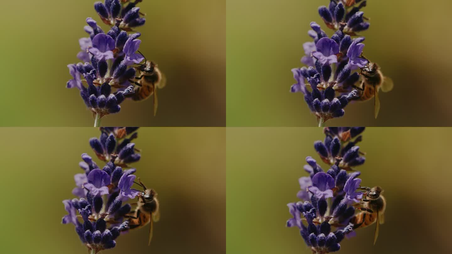 慢动作的蜜蜂慢动作录像慢速