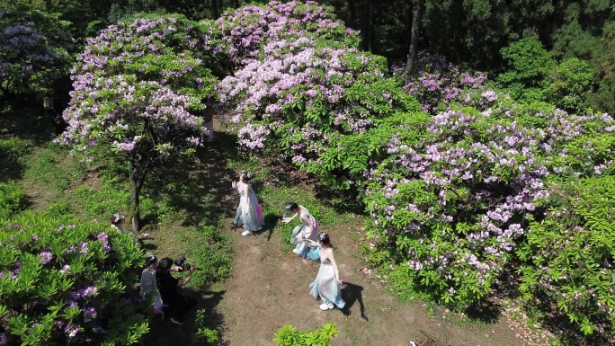 天台华顶千亩云锦杜鹃花海旅游风光合集