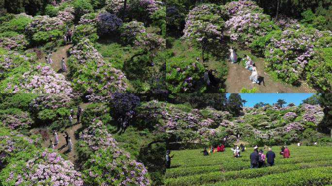 天台华顶千亩云锦杜鹃花海旅游风光合集