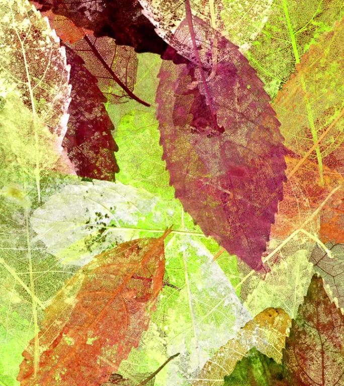 秋叶背景纹理循环。树叶骨架的拼贴画。垂直视频。