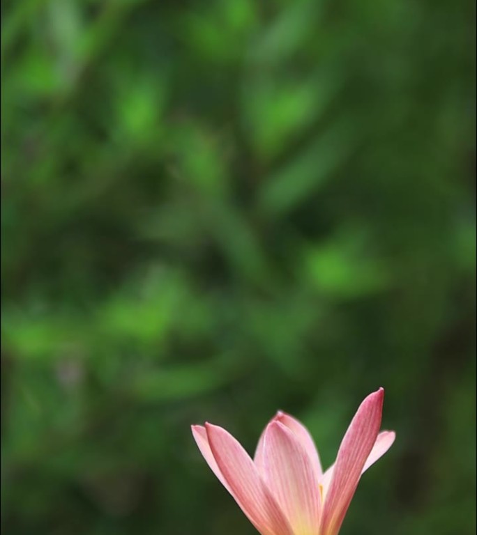 粉色花朵的垂直照片
