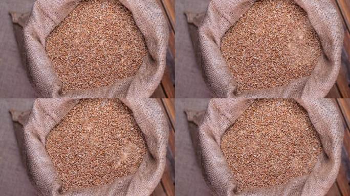 农民的触觉收获检查:麦粒流进黄麻麻袋的慢动作。