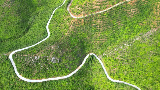 航拍俯瞰油茶基地