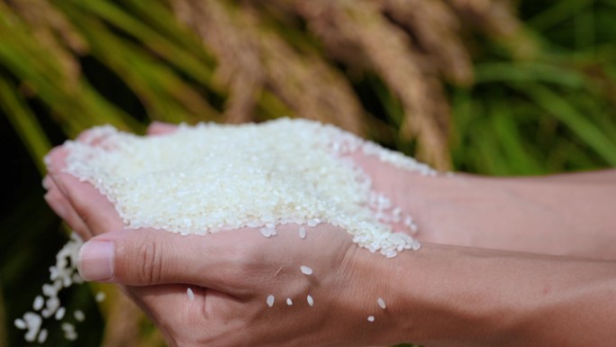 丰收 稻米 大米 水稻