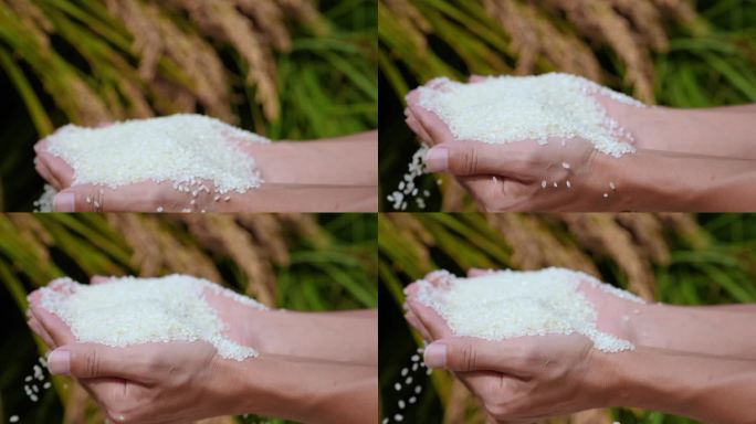 丰收 稻米 大米 水稻