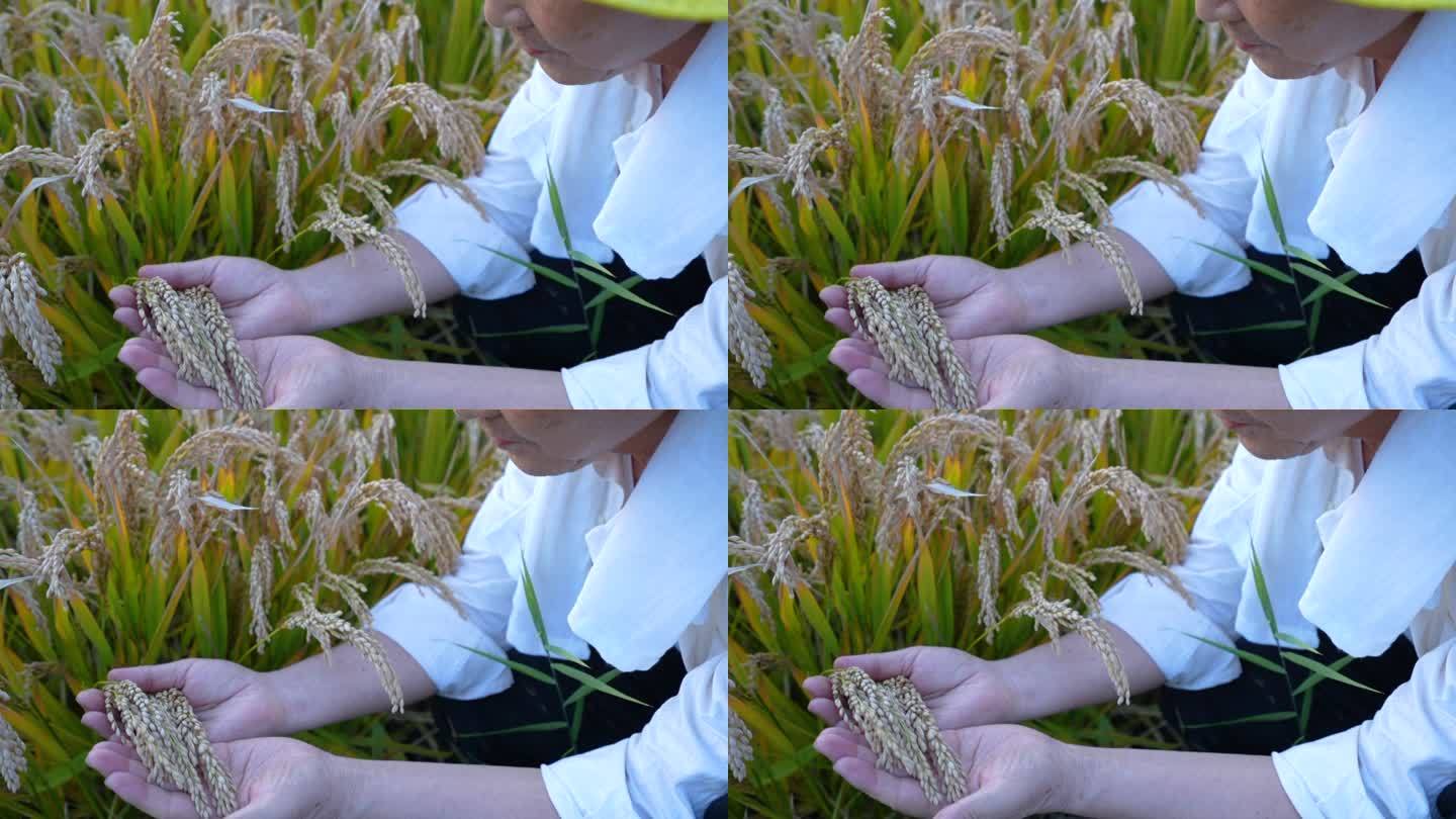 稻子 丰收 农民 双手 大米