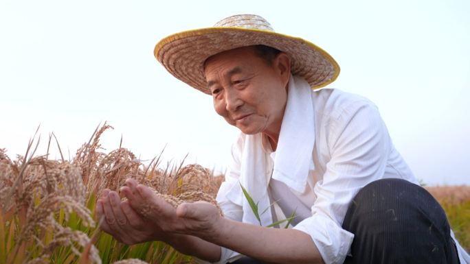 农业 农民 稻谷  农业水稻丰收
