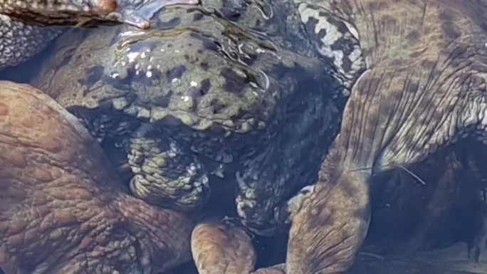 一大群青蛙，雄蛙在拼命靠近雌蛙