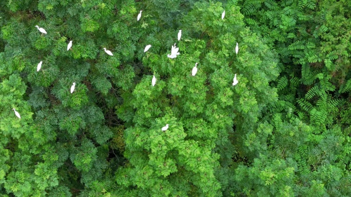 白鹭停在枝头湿地公园野外绿树