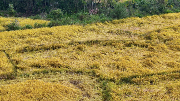 航拍水稻田稻子倒伏产量低水稻减产