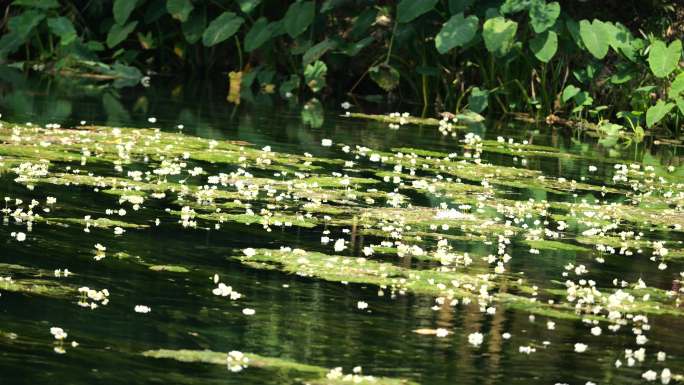 水草