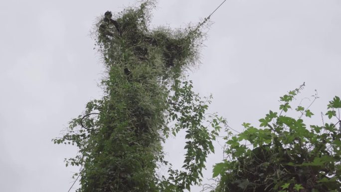 电线杆的废墟上爬满了植物