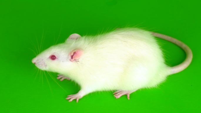 绿色背景屏幕上的白老鼠