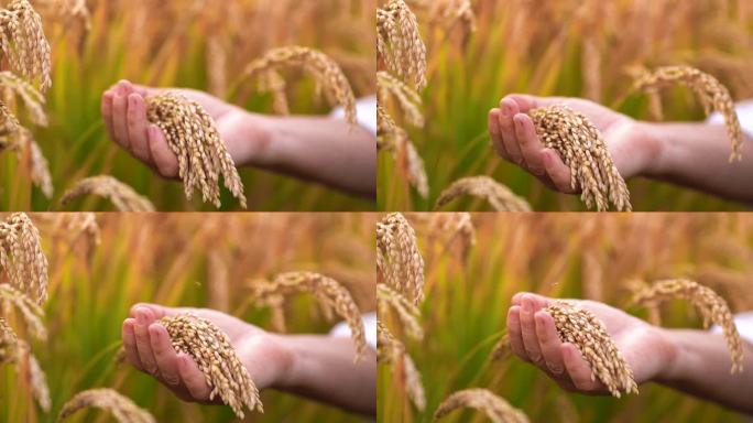 稻子 丰收 双手 大米 水稻