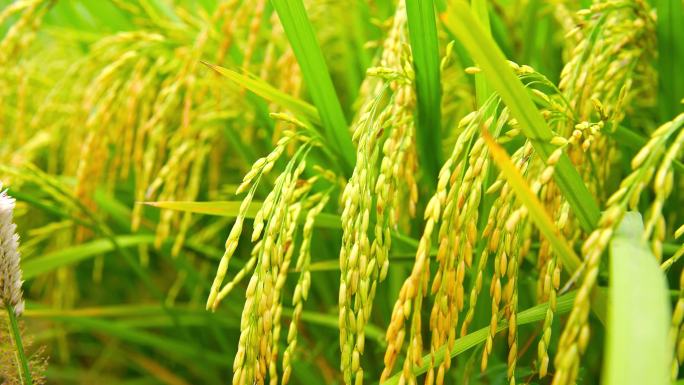 即将成熟水稻丰收稻田大米农业种植