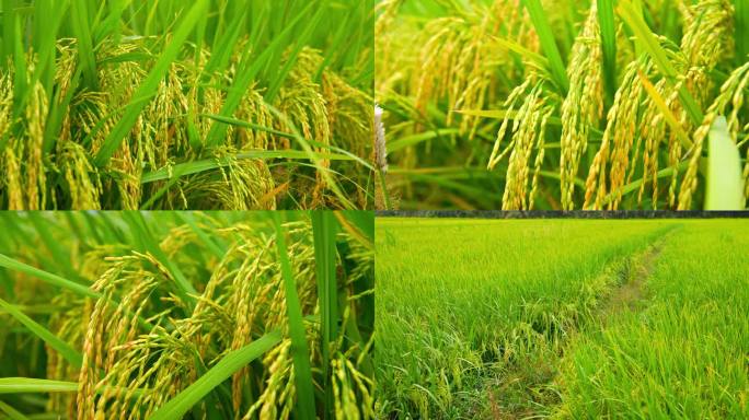 即将成熟水稻丰收稻田大米农业种植