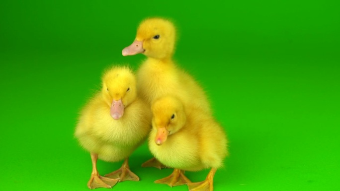 黄色的小鸭子在绿色的背景屏幕上