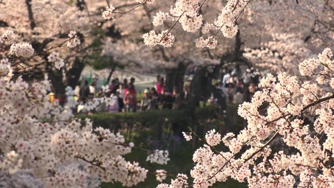 日本东京:心形的樱花。