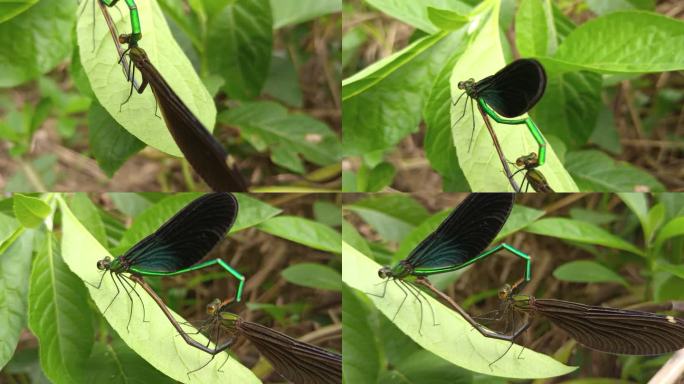 豆娘交配蜻蜓昆虫大自然繁殖野外发现奇趣