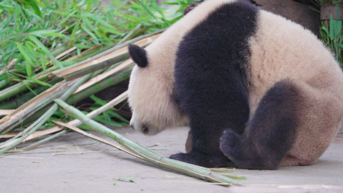 大熊猫 动物园