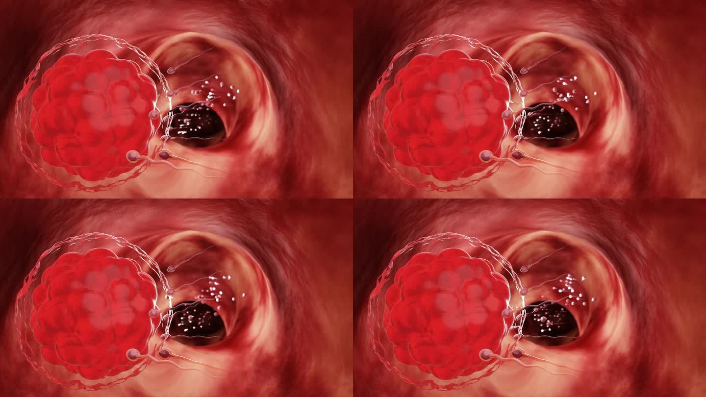 男性精液中的精子在性交后直接进入卵泡。做人类交配。卵子和精子之间的受精前模型。三维渲染