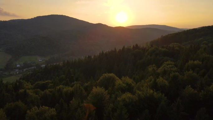 空中无人机视图飞行在松树林在日落山