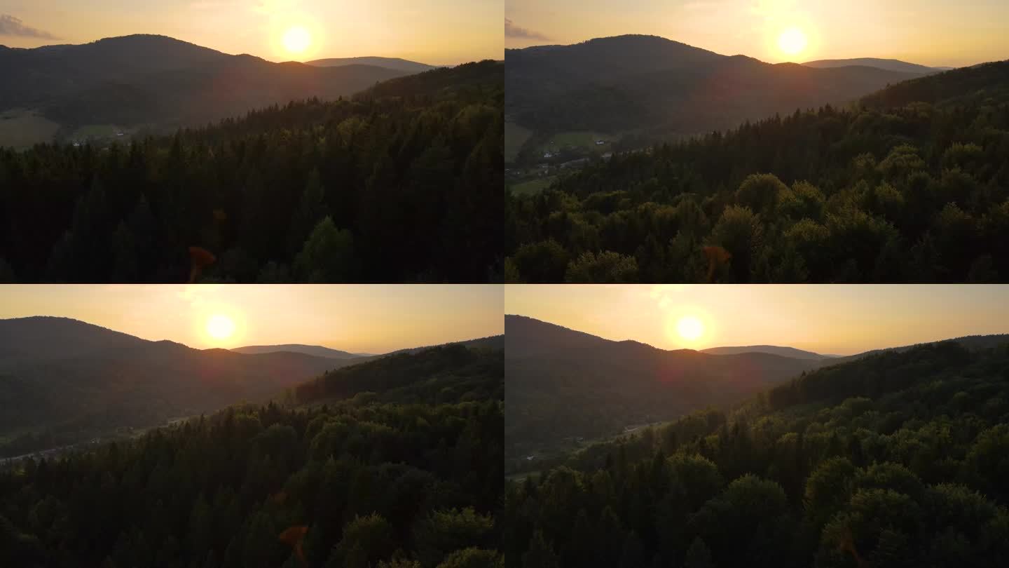 空中无人机视图飞行在松树林在日落山