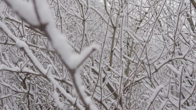 霜冻之美:白雪覆盖的树枝和树上的雪让人惊叹于它们冬天的壮观。冬季世界:雪林中的积雪以其神秘和寒冷而迷