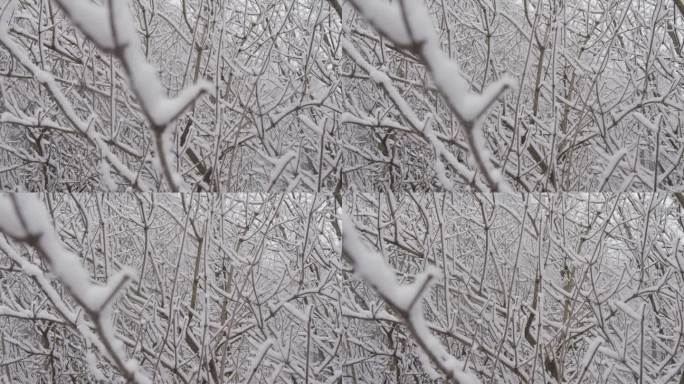 霜冻之美:白雪覆盖的树枝和树上的雪让人惊叹于它们冬天的壮观。冬季世界:雪林中的积雪以其神秘和寒冷而迷