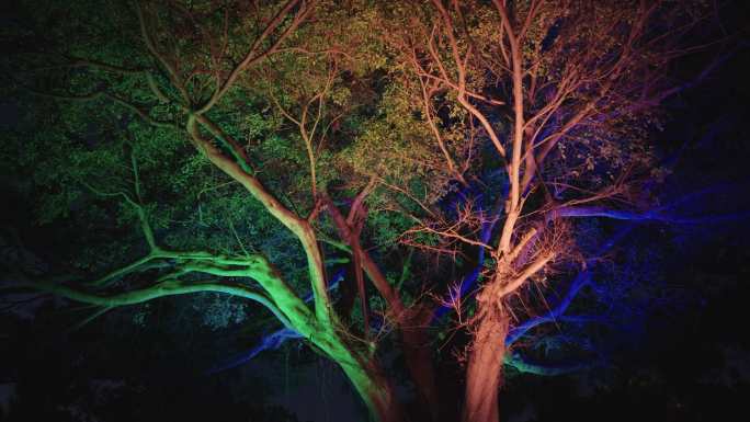 夜晚五颜六色的彩树