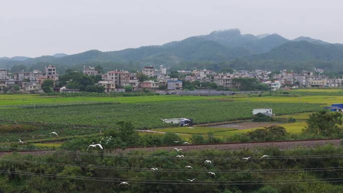 白鹭在田野里飞翔湿地公园野外