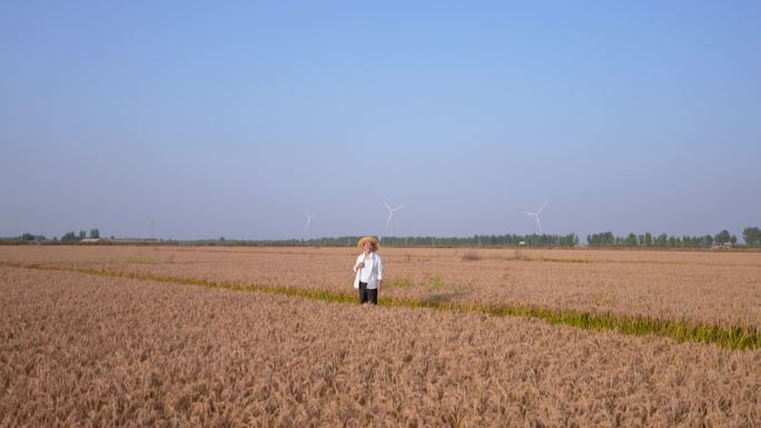 水稻 稻田 农业