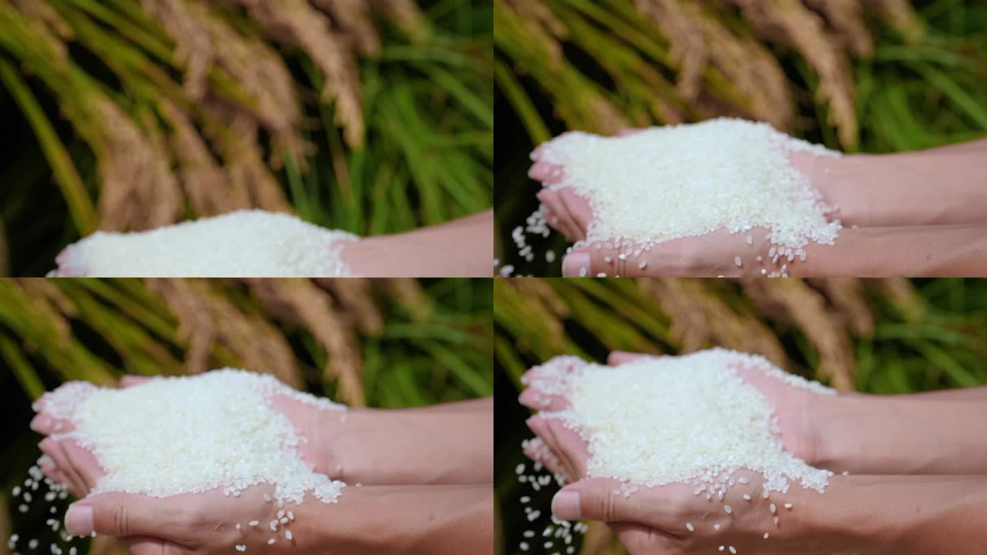 水稻 农业 大米 米