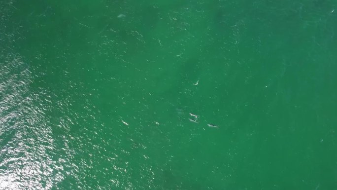 无人机在澳大利亚新南威尔士州卡巴里塔海滩上拍摄的宽吻海豚
