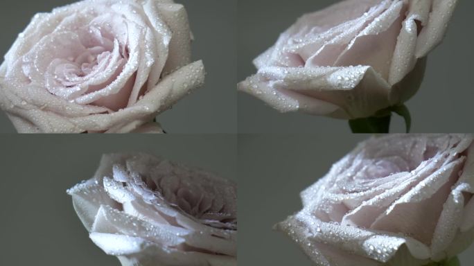 粉玫瑰素材