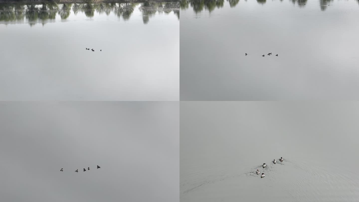 湖面上游泳的水鸭子合集