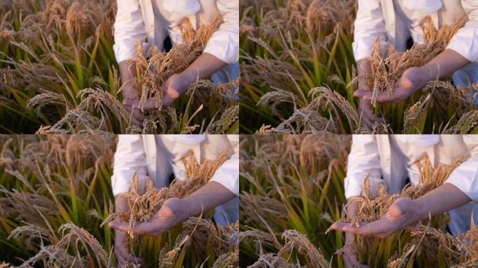 稻谷 水稻 绿色 农田 成熟 粮食