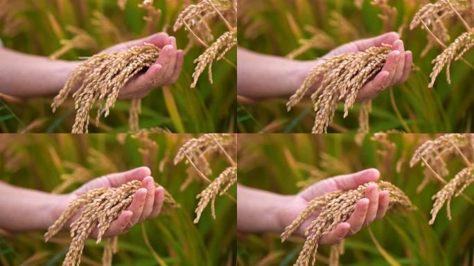 丰收 水稻