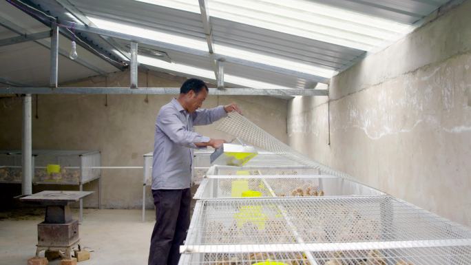 村集体经济养殖场 合作社 养鸡