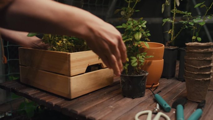 不认识的人把花盆从盒子里拿出来