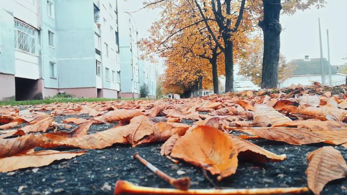 落了秋叶的栗子躺在住宅院子的路上。抑郁症的概念。天冷，风大。十月。背景是俄罗斯的五层建筑