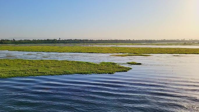 尼罗河岸边漂浮的植被。日落时尼罗河水面上漂浮的植被全景。反射的太阳在水中在一个多彩的日落。埃及。