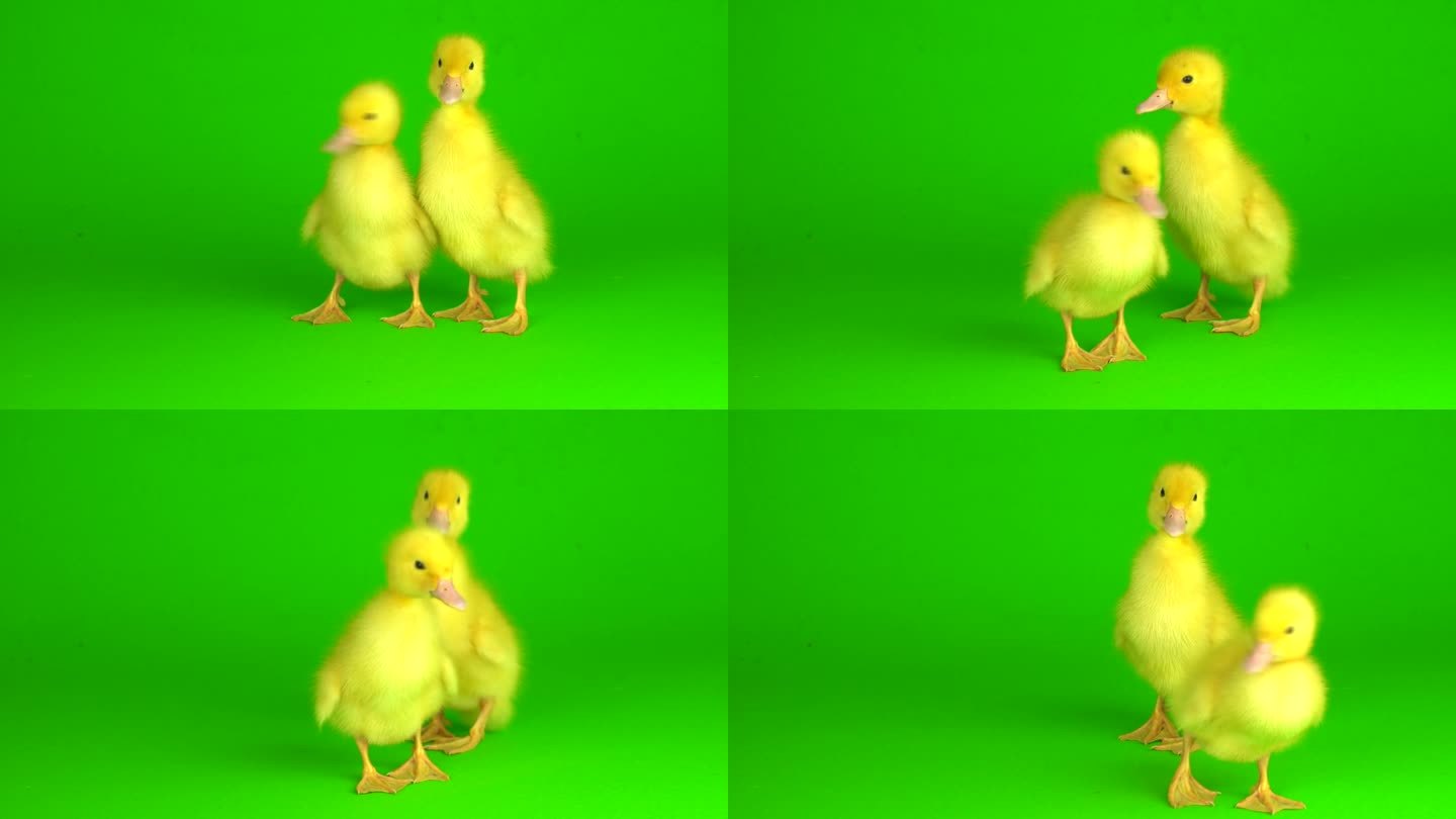 黄色的小鸭子在绿色的背景屏幕上