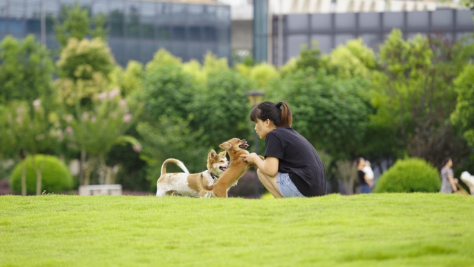 公园草坪遛狗 宠物