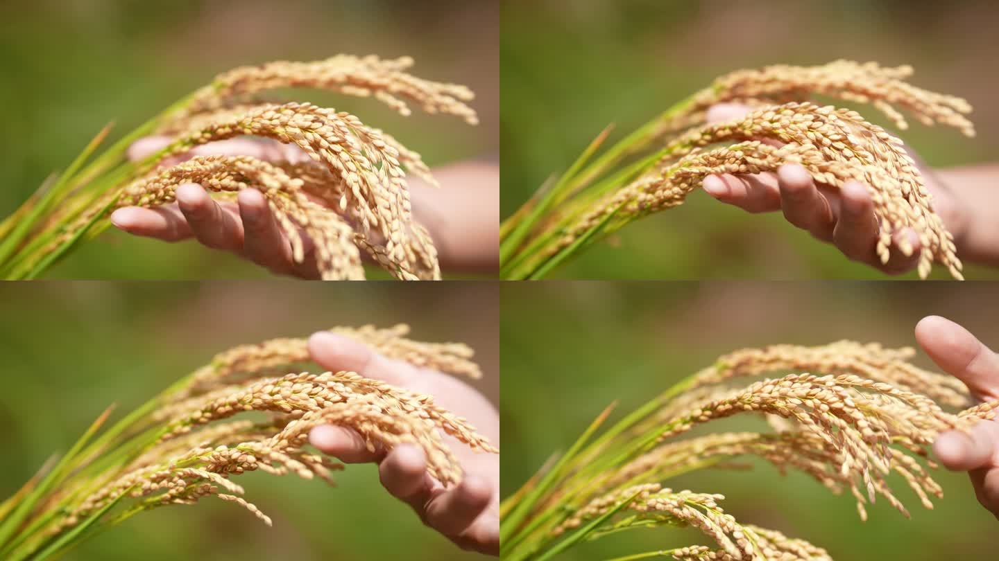 稻穗 稻子 大米